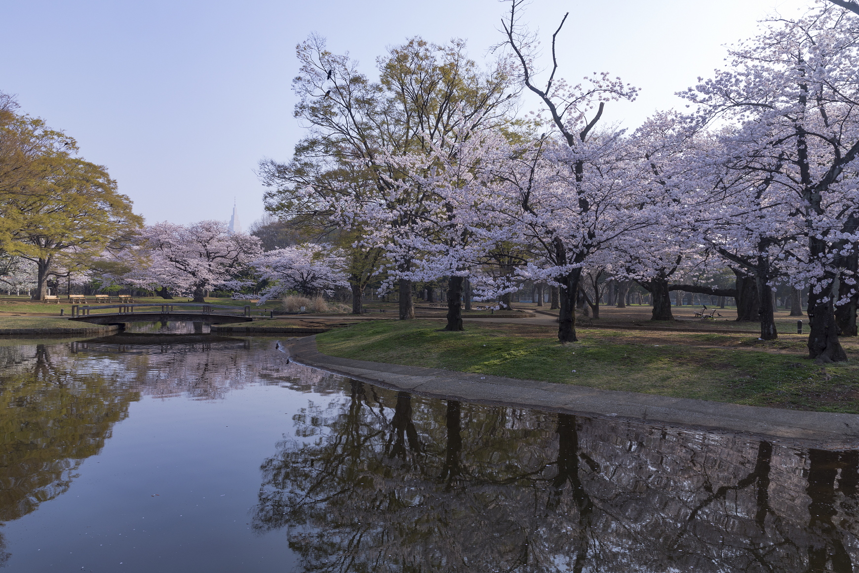 代々木公園