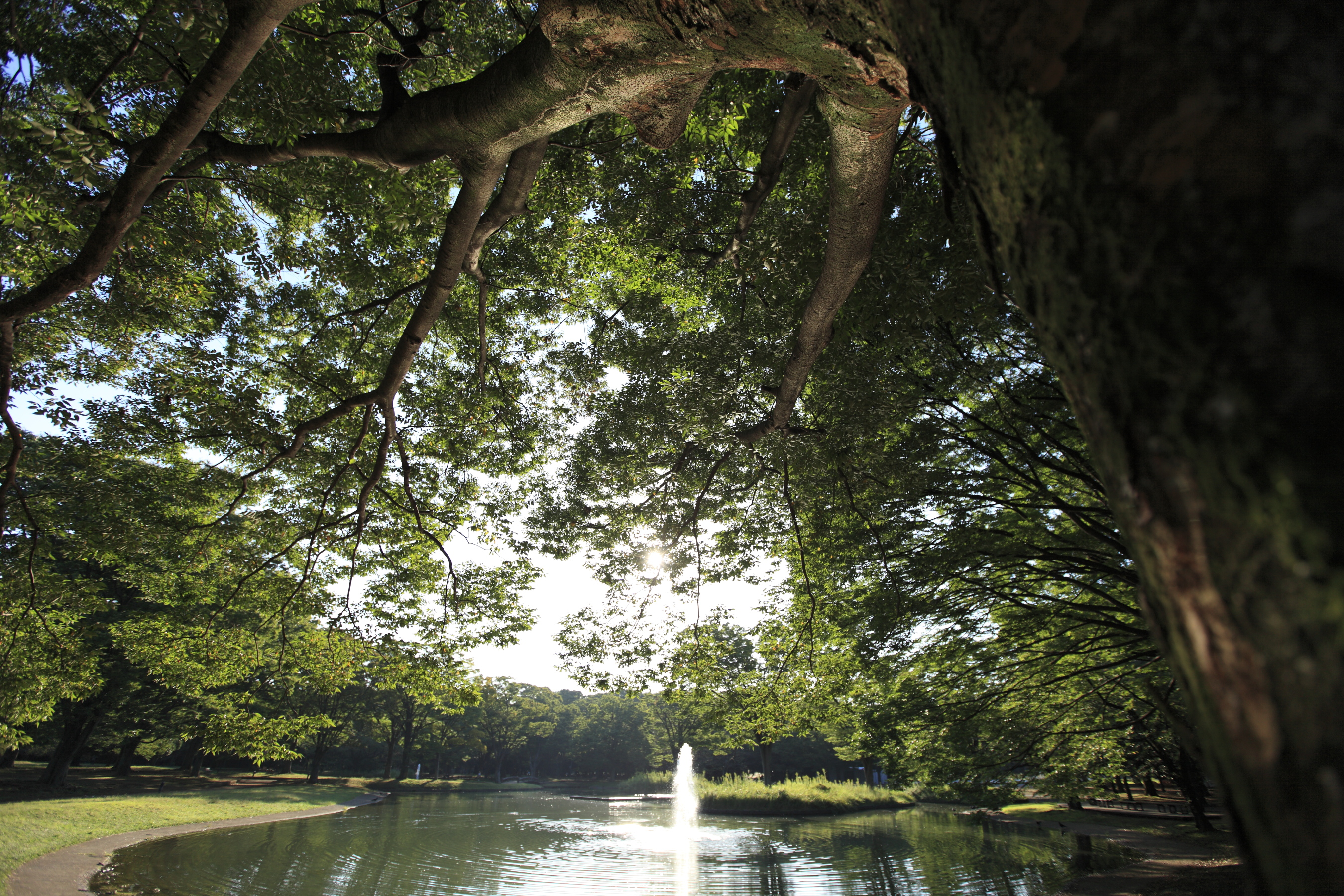 代々木公園