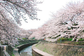 善福寺川緑地