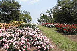 砧公園