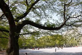 林試の森公園