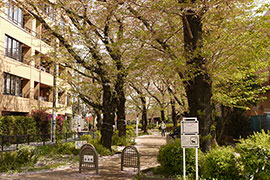 烏山川緑道