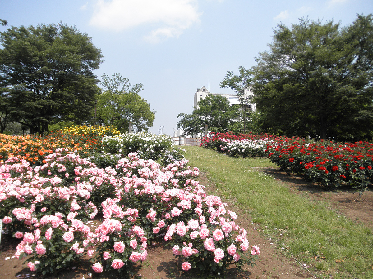 砧公園