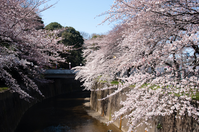 石神井川沿いの桜