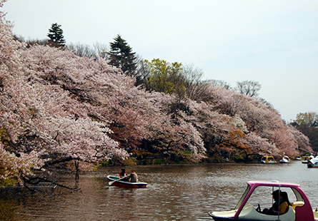 井の頭恩賜公園