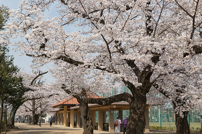 羽根木公園