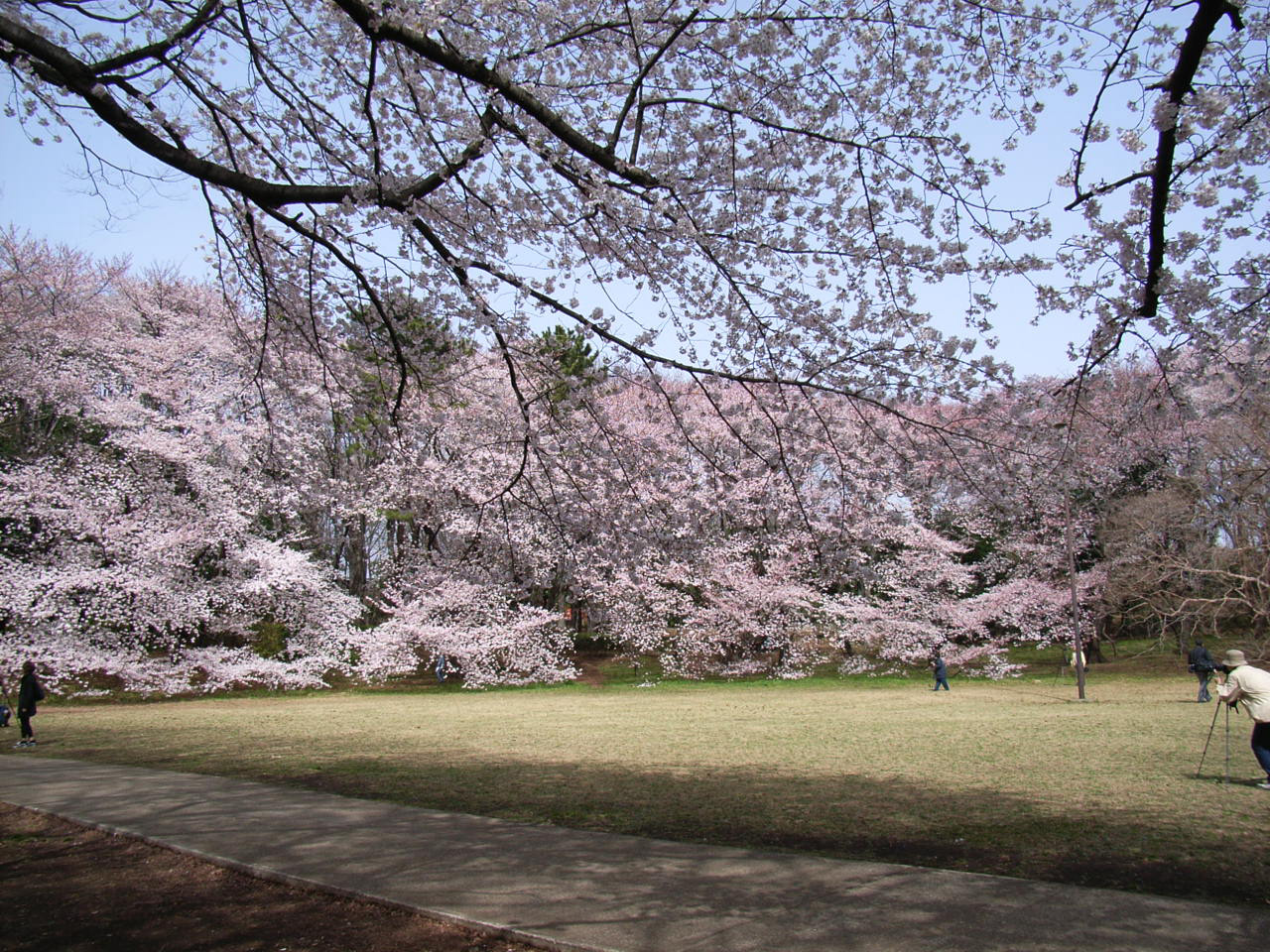 砧公園