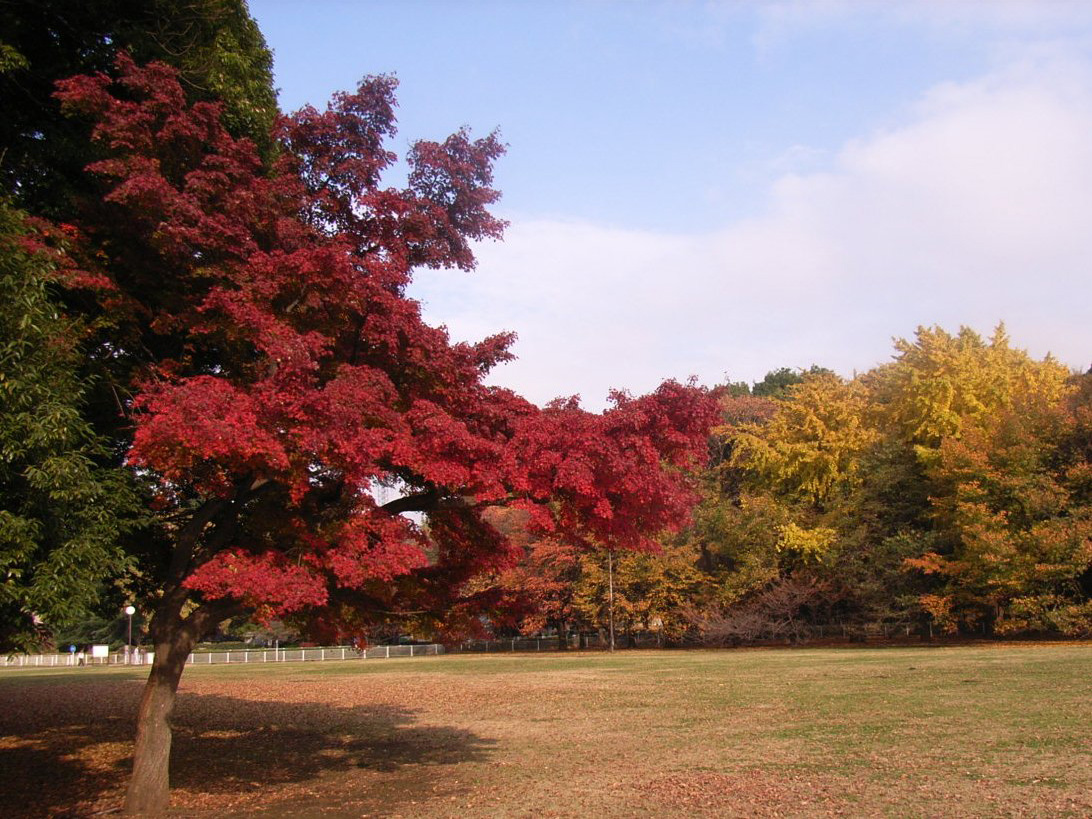 砧公園