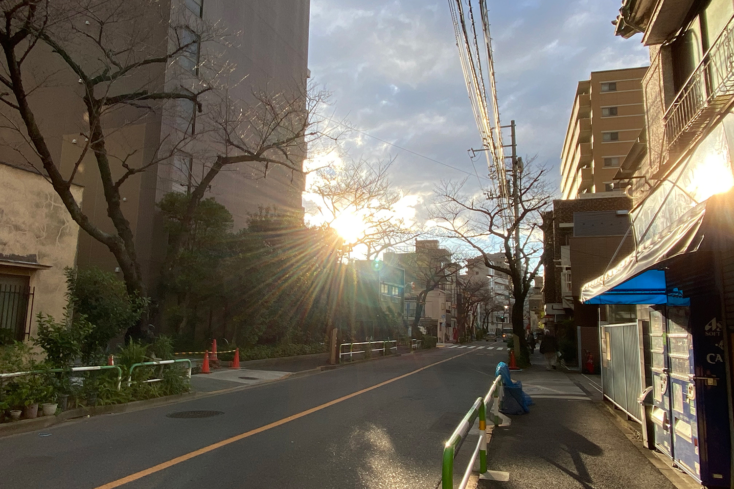 夕方に優しい夕陽と並木が重なる 「カンカン森通り」。桜の咲く頃が待ち遠しい。 